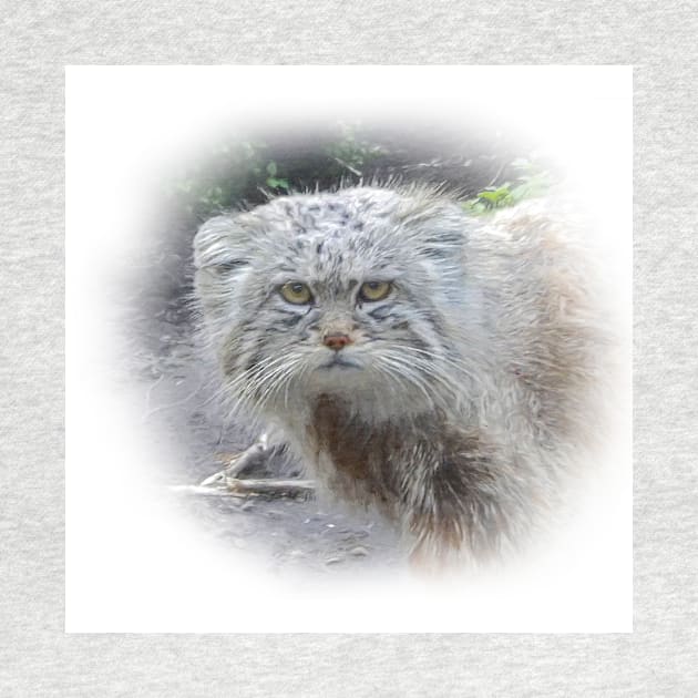 Manul-pallas's cat by Guardi